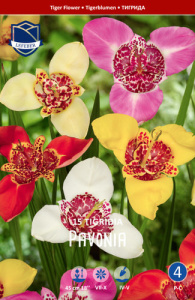 Тигридия pavonia смесь /15шт купить