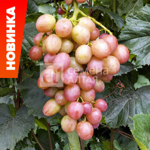 Виноград Ливия купить