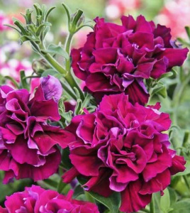 Петуния махровая Дуо Бургунди (бургунди) 1шт П422/35 купить