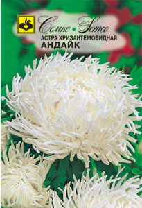 Астра хризантемовидная Андайк  купить