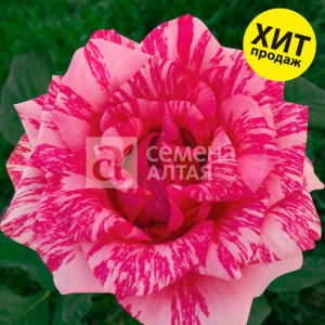 Роза Пинк Интуишн купить