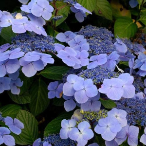 Гортензия Блю Вейв крупнолистовая ЦК купить