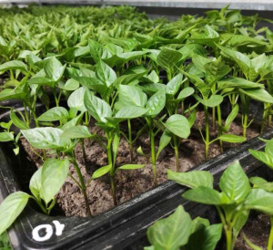 Перец Подарок Молдовы рассада 1шт/40 купить