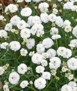 Тысячелистник птармика Маршмеллоу белый С1 мн0727м купить