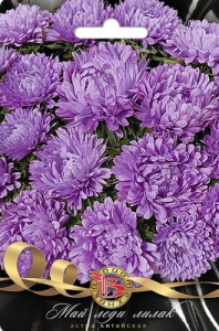 Астра Май Леди Лилак  купить