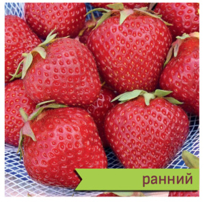 Земляника Росинка купить
