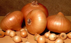 Лук севок Штутгартен Ризен 2 группа (Россия)1кг купить