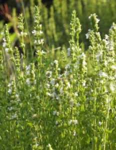 Иссоп лекарственный Альбус белый С1 мн0283м купить