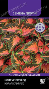 Колеус Визард Корал Санрайз купить