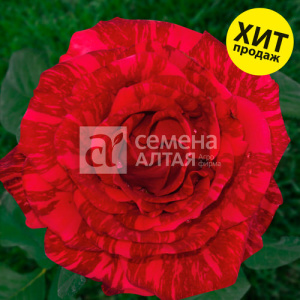 Роза Ред Интуишн купить