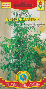 Фикус Бенджамина  купить