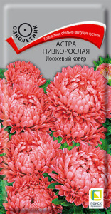 Астра Ковер Лососевый низкорослая П купить