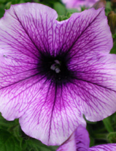 Петуния ампельная Изи Вейв Плам Вейн (роз.с темн. прожилками) П264/24шт купить