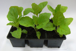 Баклажан Черный красавец рассада 1шт ов012/40 купить