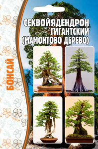 Секвойядендрон Гигантский купить