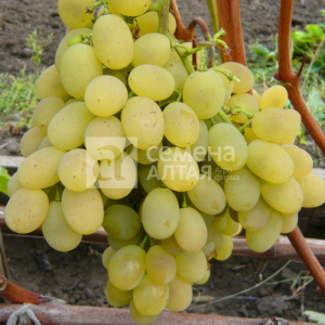 Виноград Лора купить