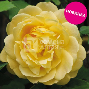 Роза Люмьер де Луна купить