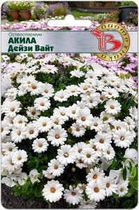 Остеоспермум Акила Дейзи Вайт купить