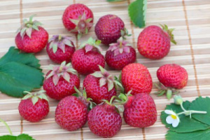 Земляника Вечная весна садовая  купить