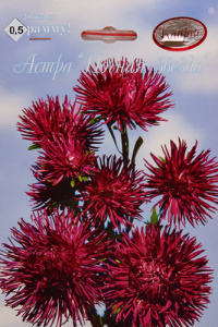 Астра Ночная Звезда/1шт купить