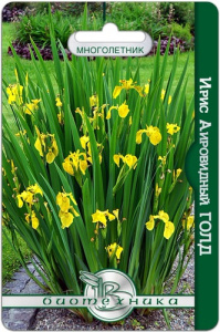 Ирис аировидный Голд купить