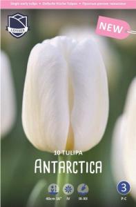 Тюльпан триумф "Antarctica" (1х10шт) купить