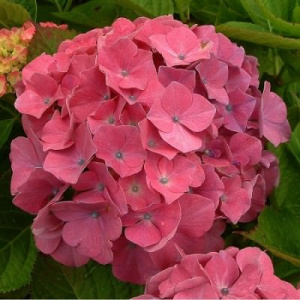Гортензия Кинг Джордж крупнолистовая ЦК купить