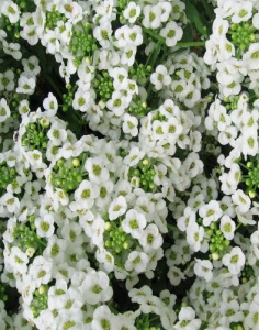 Аллисум Исте Боннет Вайт (белый) 1шт А200/54 купить