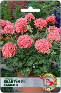 Пеларгония  Квантум F1 Салмон купить