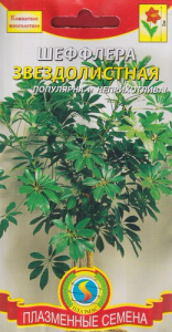 Шеффлера Звездолистная  купить