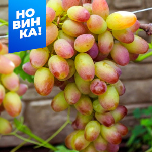 Виноград Фаберже купить