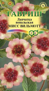 Лапчатка непальская Мисс Вилльмотт  купить
