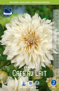 Георгина гигантская Cafe au Lait /1шт купить