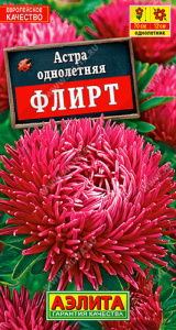 Астра Флирт шаровидно-игольчатая  купить