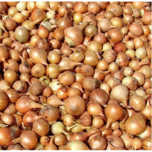 Лук севок Штутгартер Ризен 1 группа (Россия) 1кг купить