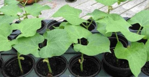 Фасоль Нагано рассада 1шт/10 ов160 купить