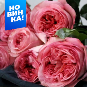 Роза Фуга купить