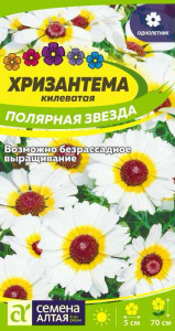 Хризантема Полярная Звезда килеватая  купить