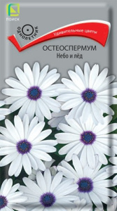 Остеоспермум Небо и лед купить