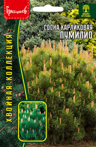 Сосна карликовая Пумилио купить