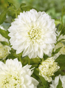 Георгина декоративная White Perfection (1х1шт) купить