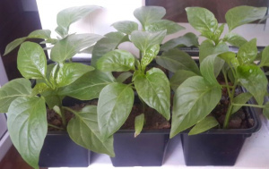 Перец  Калифорнийское чудо рассада 1шт/40 ов098 купить