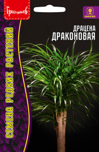 Драцена Драконово Дерево купить