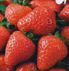 Земляника Эставана садовая средняя купить