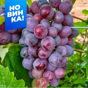 Виноград Клубничный