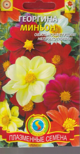 Георгина Миньон  купить