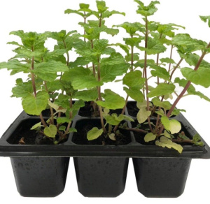 Мелисса лекарственная Мандарина 1шт С1 купить