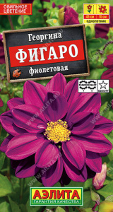 Георгина Фигаро Фиолетовая махровая купить