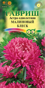 Астра Малиновый блеск  (розовидная) купить