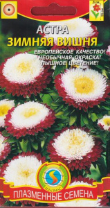 Астра Зимняя вишня  купить